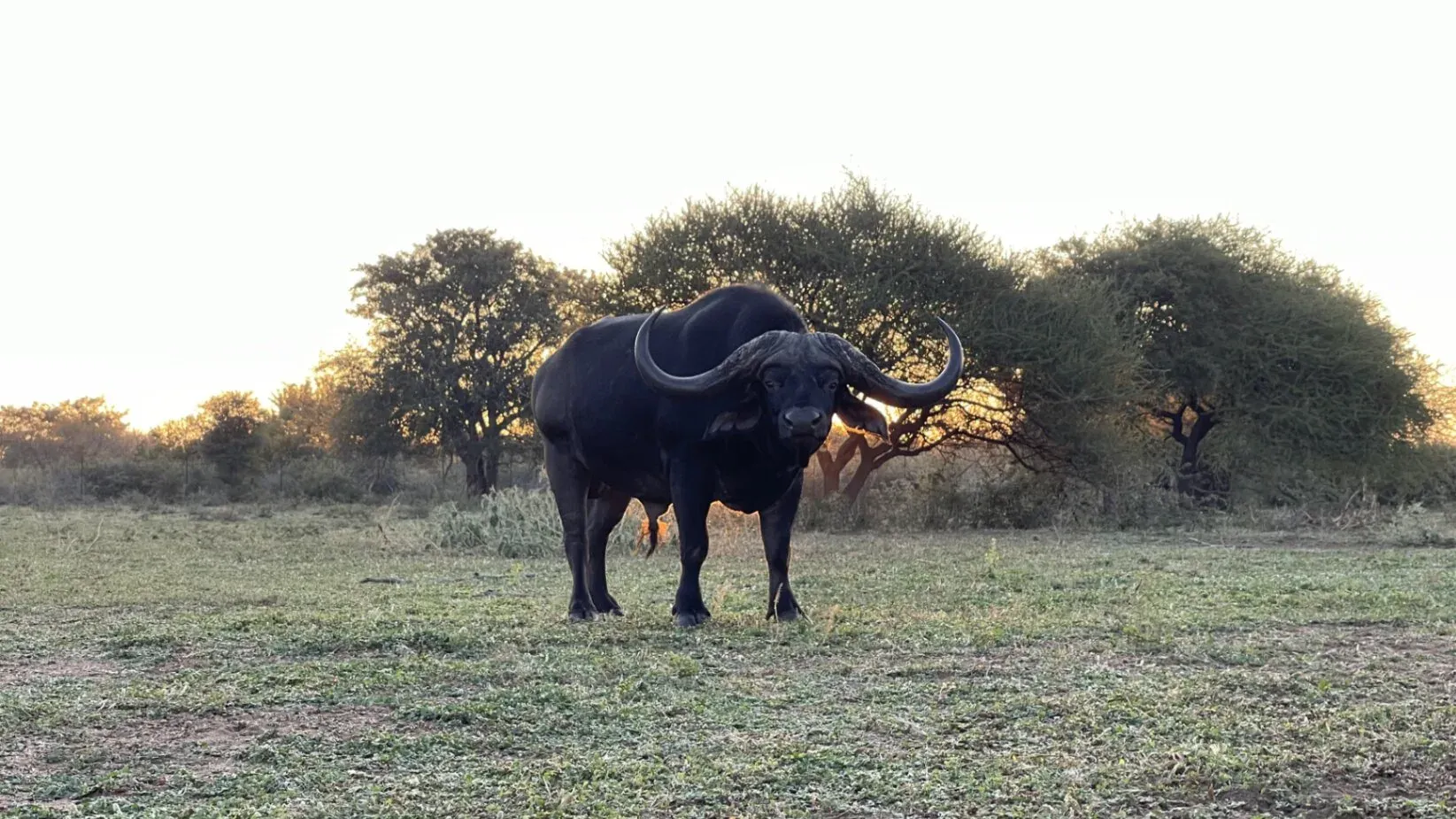 Marula Game reserve — wildlife and landscape