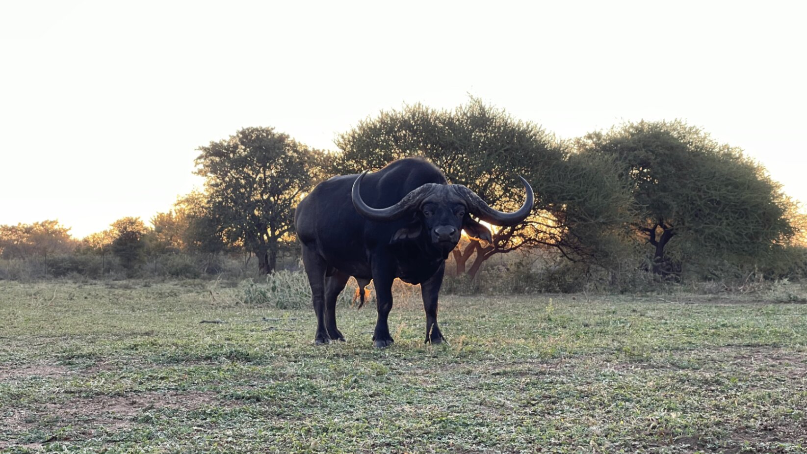 Marula Game reserve — wildlife and landscape