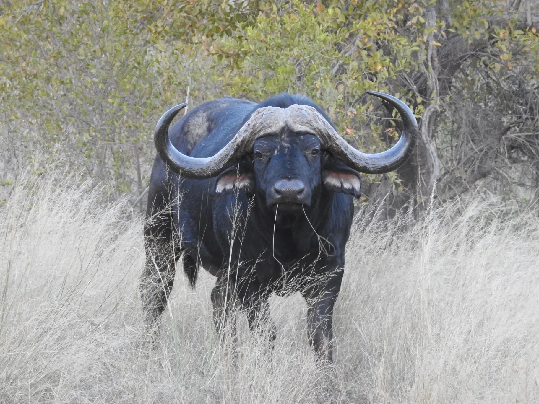 Marula Game reserve — wildlife and landscape