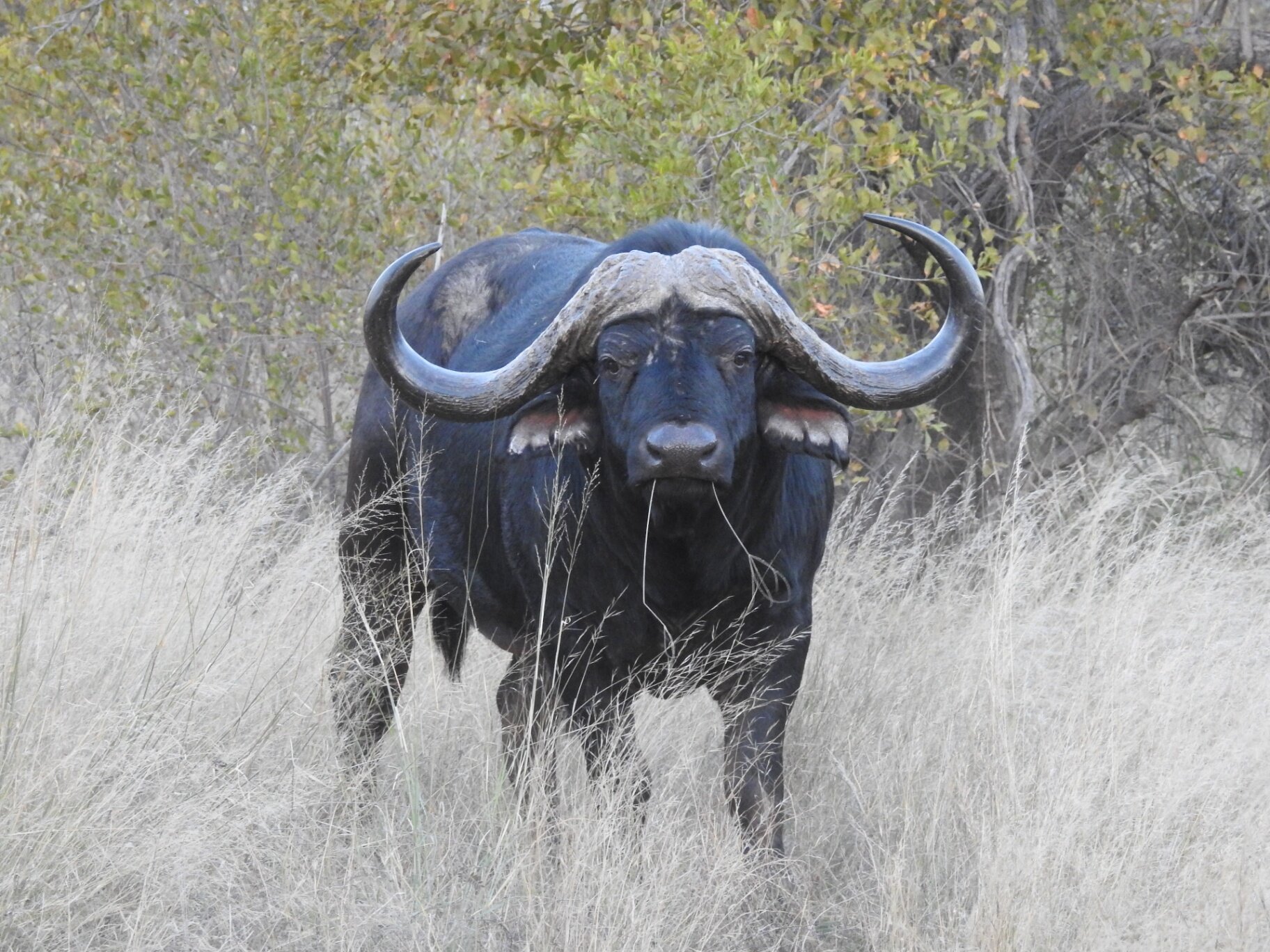 Marula Game reserve — wildlife and landscape