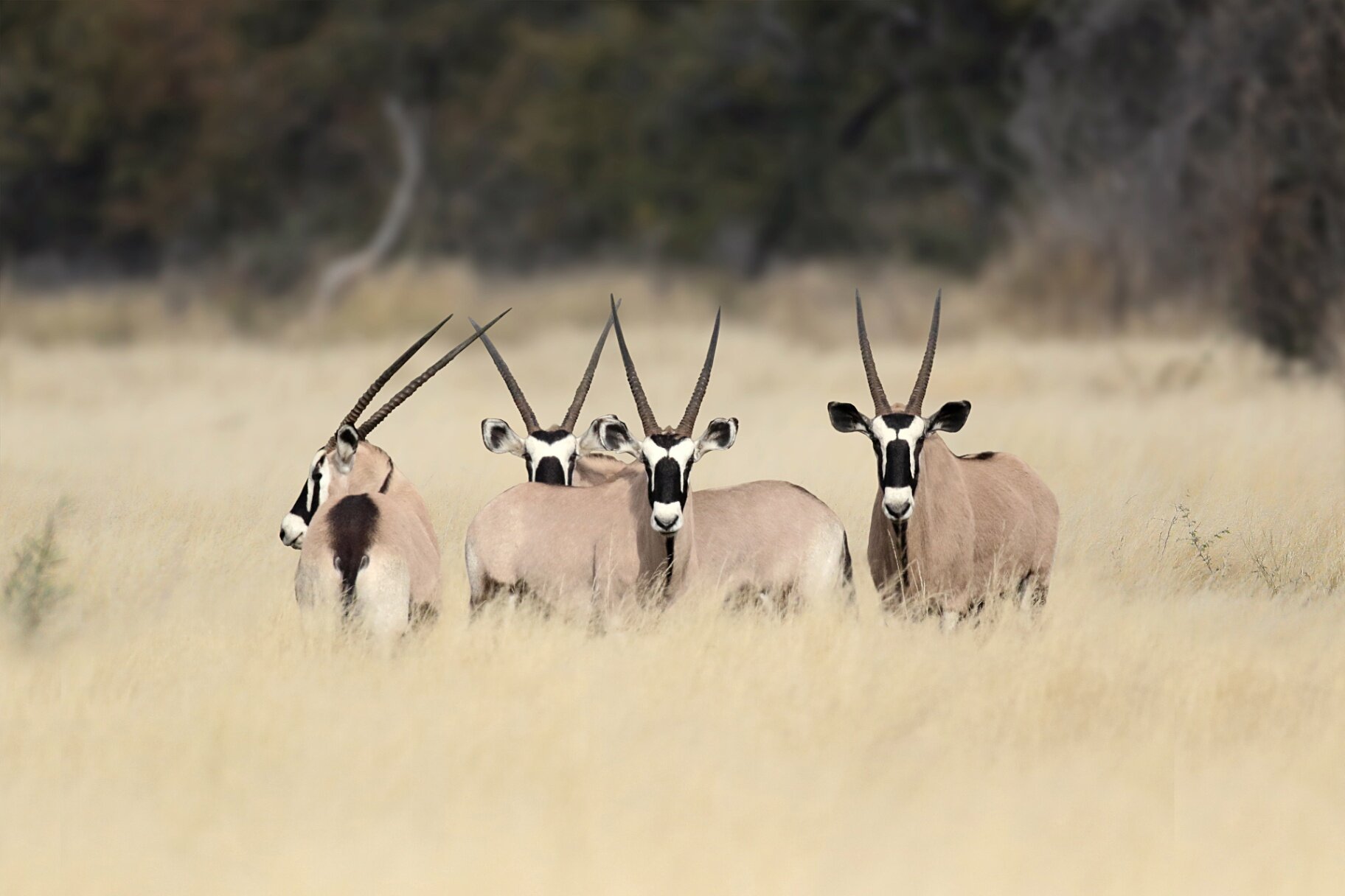 Marula Game reserve — wildlife and landscape