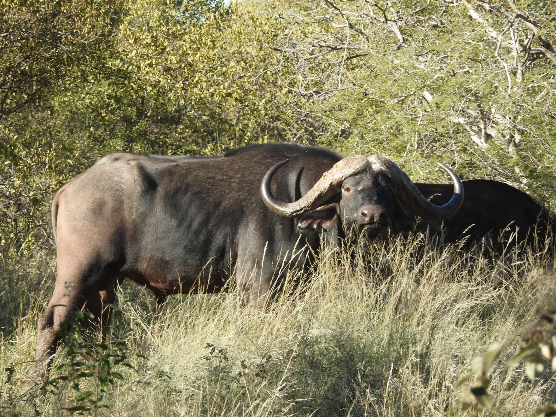 Marula Game reserve — wildlife and landscape