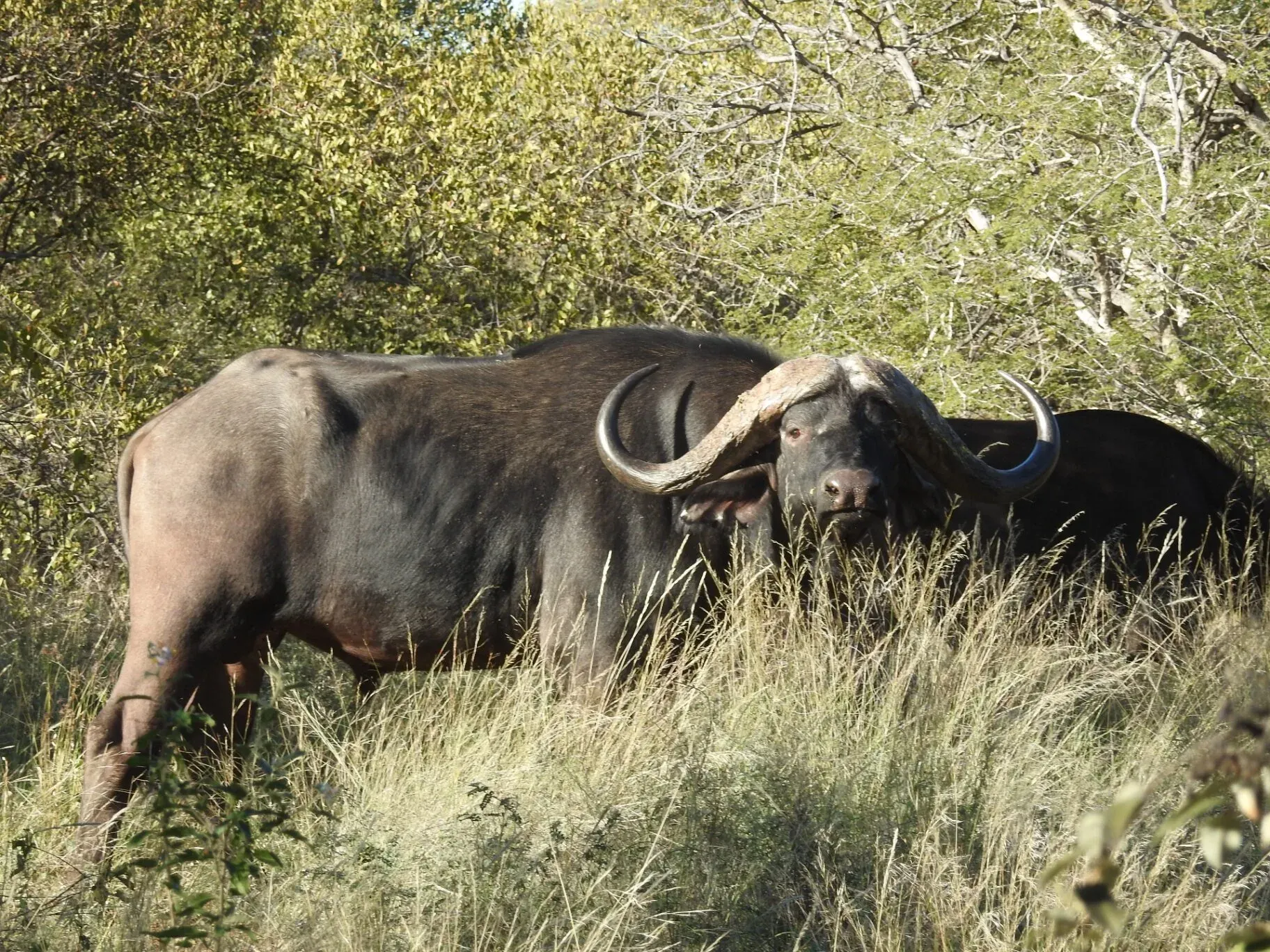 Marula Game reserve — wildlife and landscape