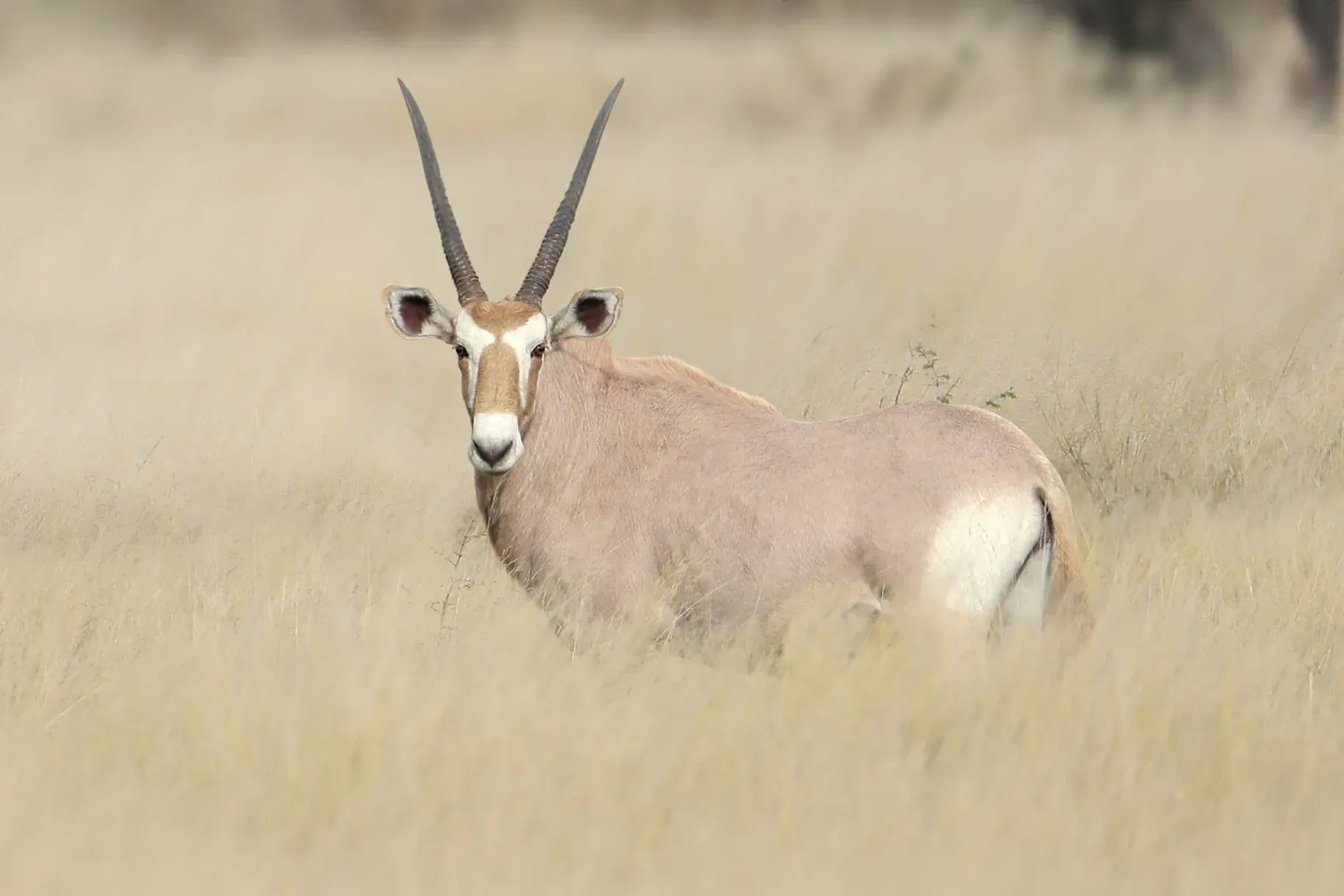 Marula Game reserve — wildlife and landscape