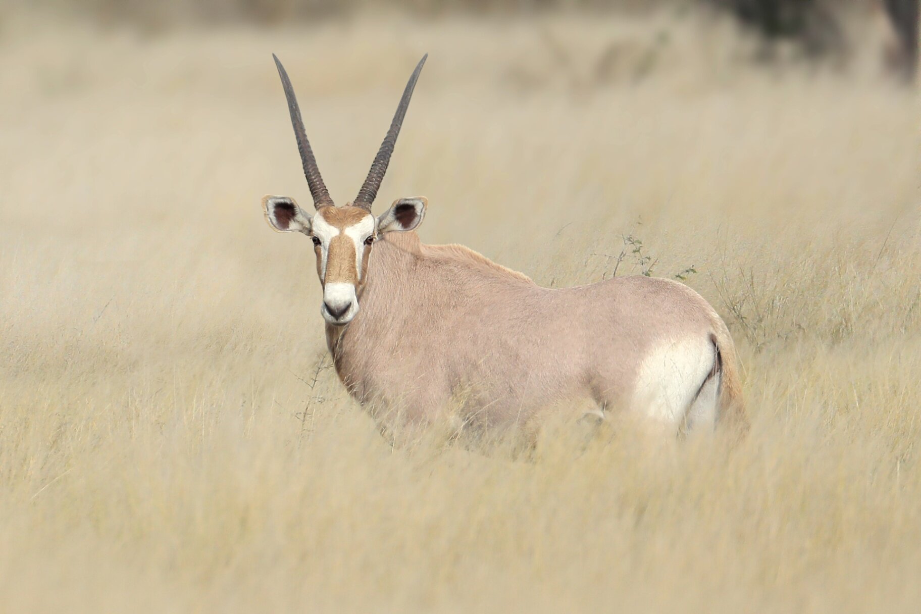 Marula Game reserve — wildlife and landscape