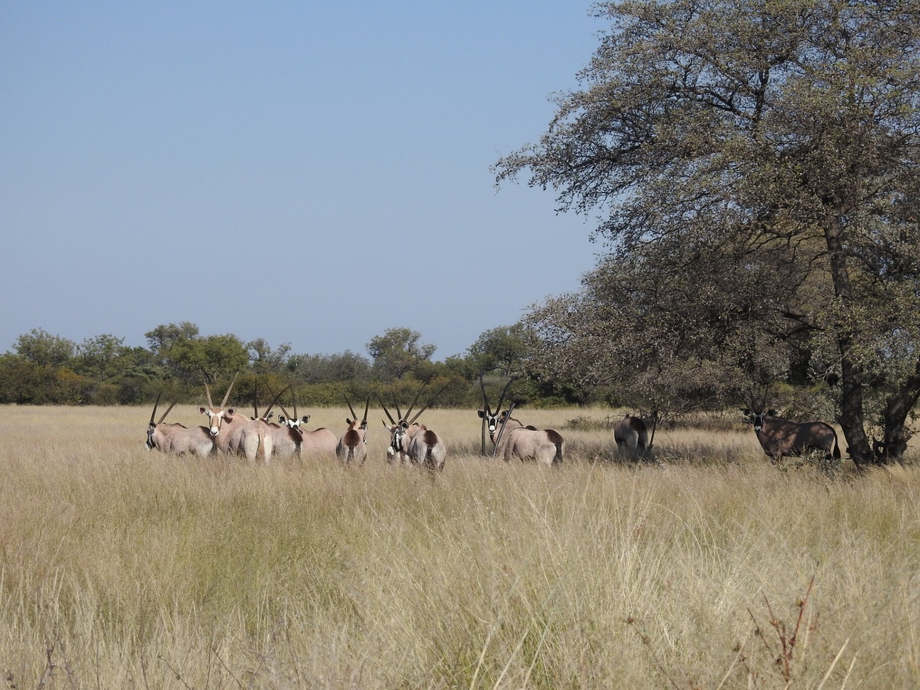 Marula Game reserve — wildlife and landscape