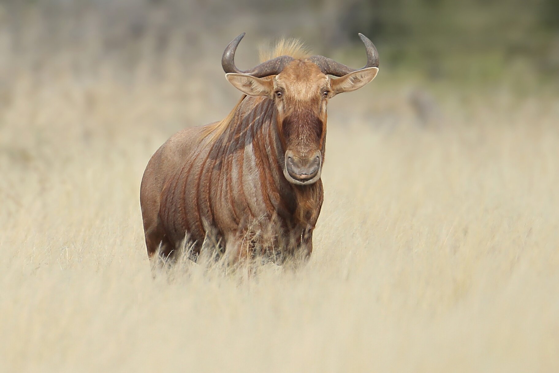 Marula Game reserve — wildlife and landscape