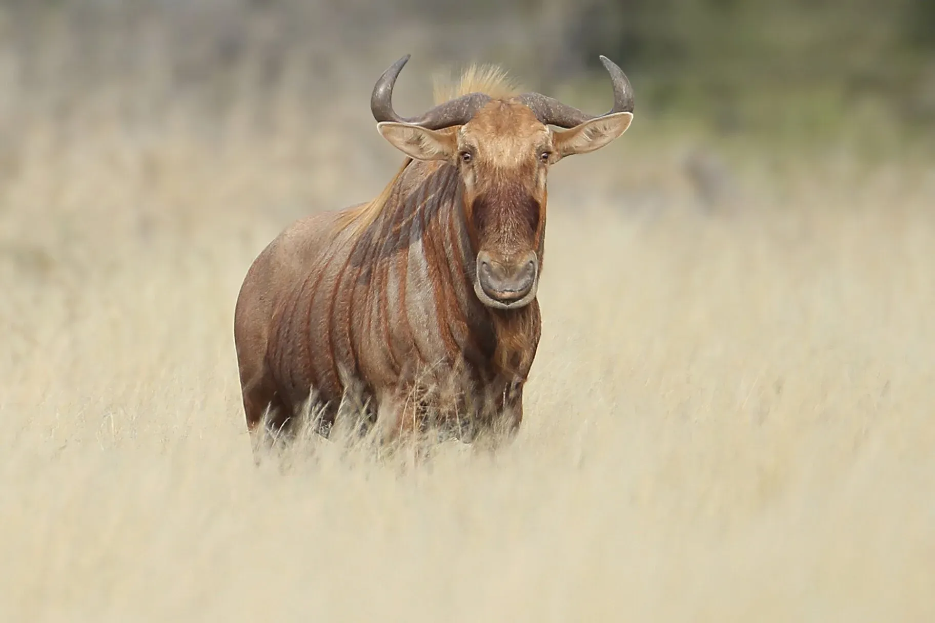 Marula Game reserve — wildlife and landscape