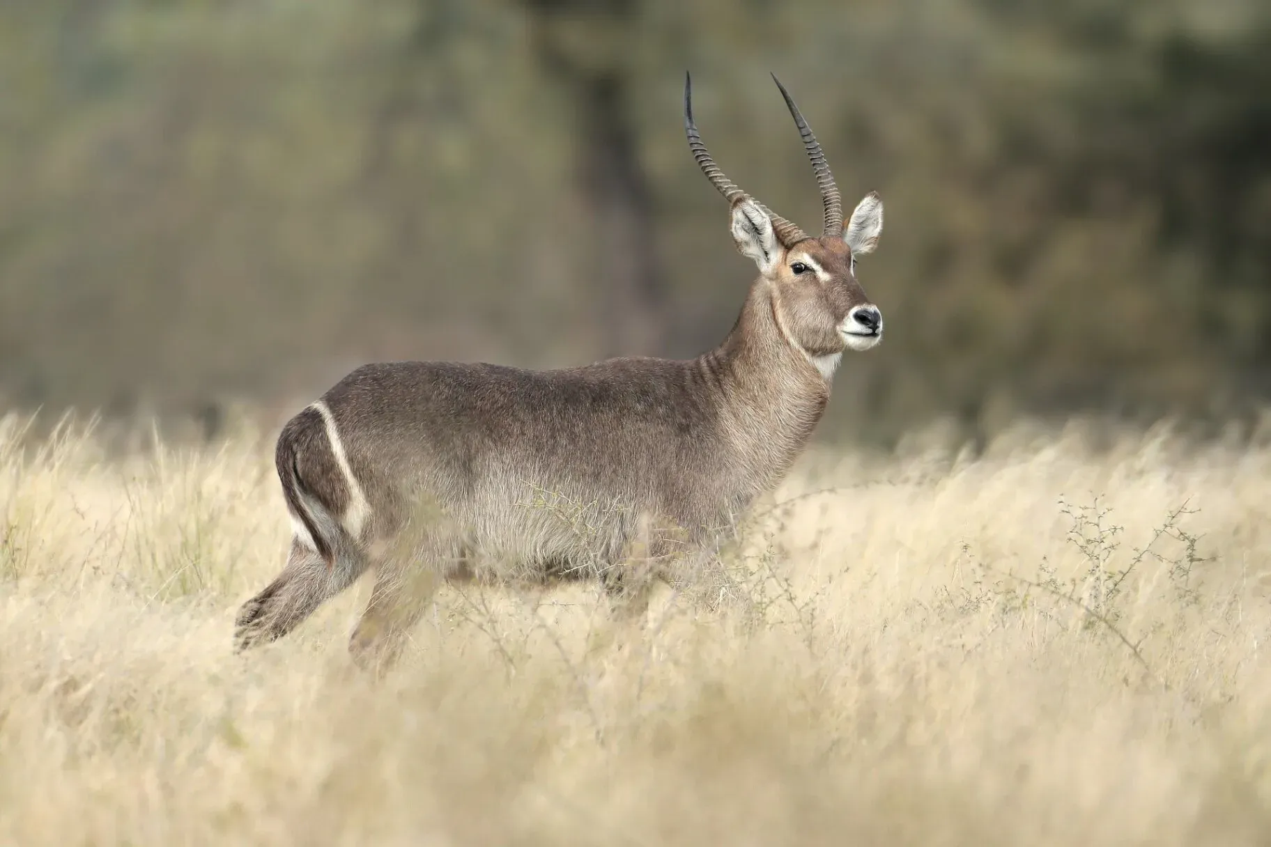 Marula Game reserve — wildlife and landscape