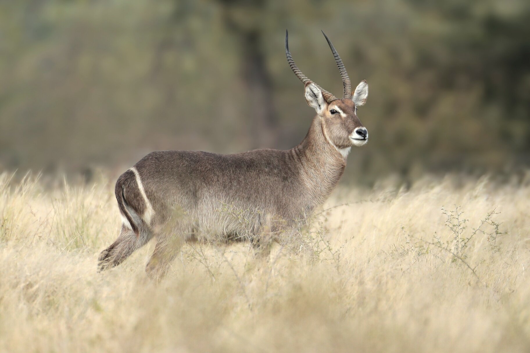 Marula Game reserve — wildlife and landscape
