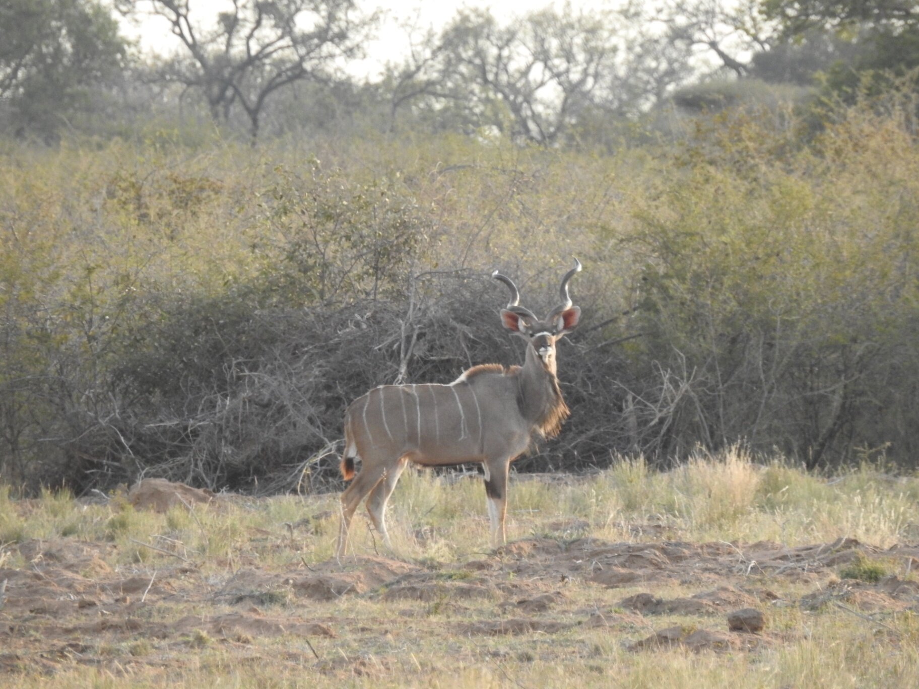 Marula Game reserve — wildlife and landscape