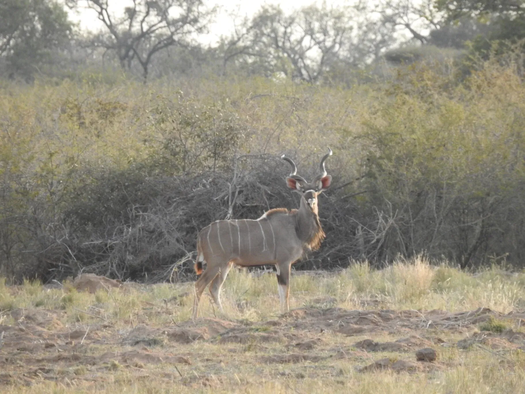 Marula Game reserve — wildlife and landscape