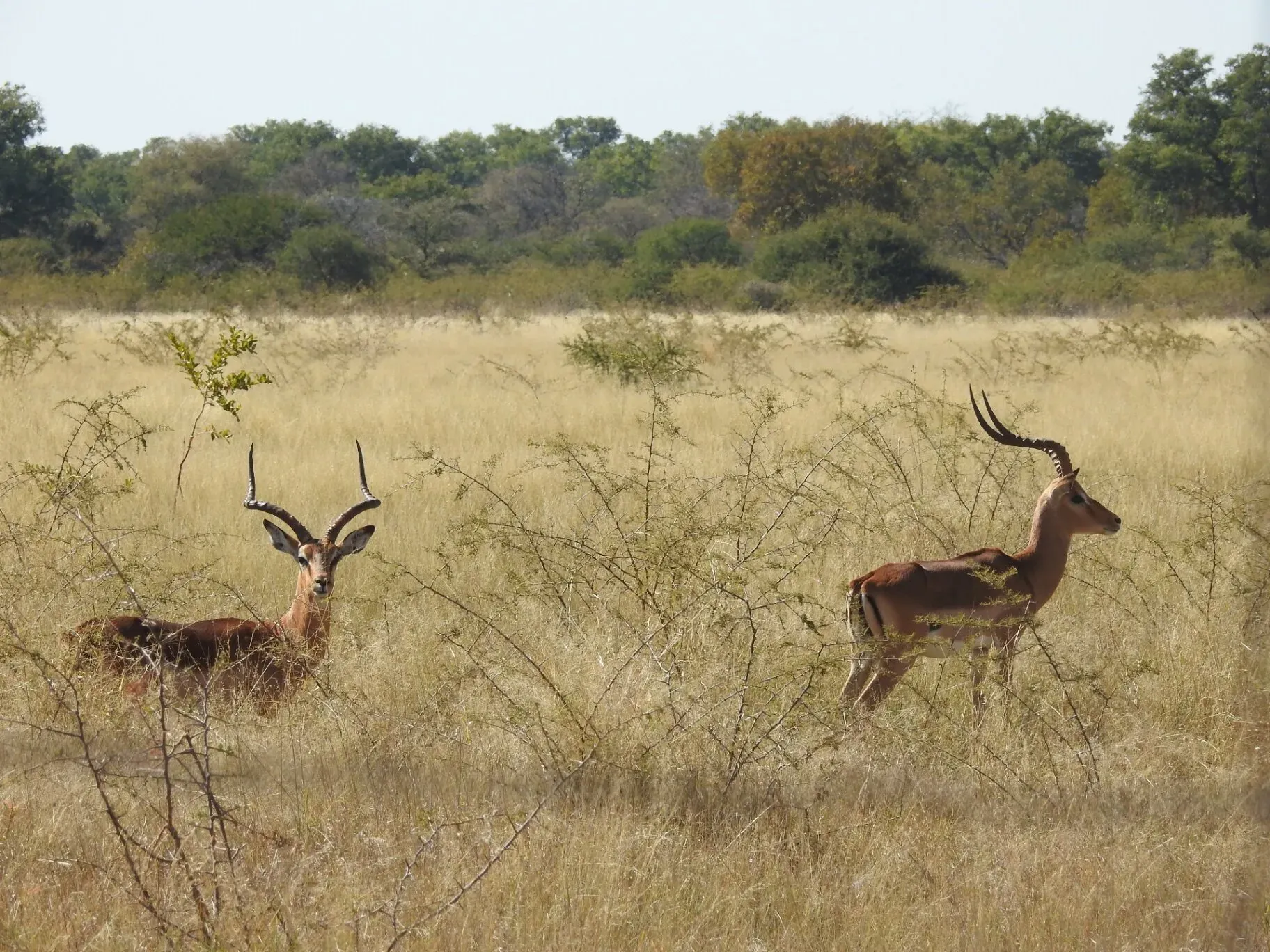 Marula Game reserve — wildlife and landscape