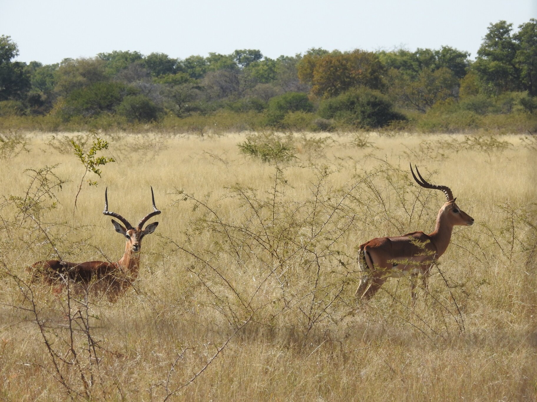 Marula Game reserve — wildlife and landscape