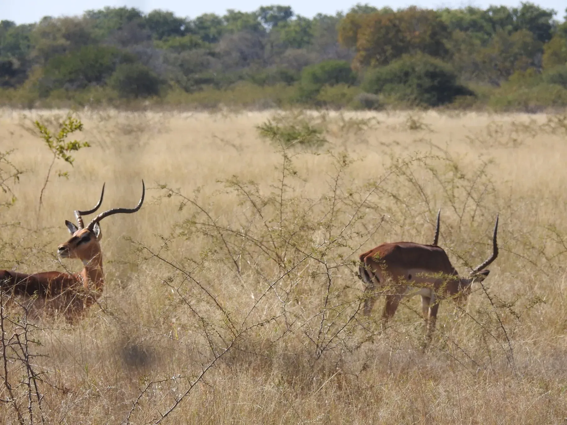 Marula Game reserve — wildlife and landscape