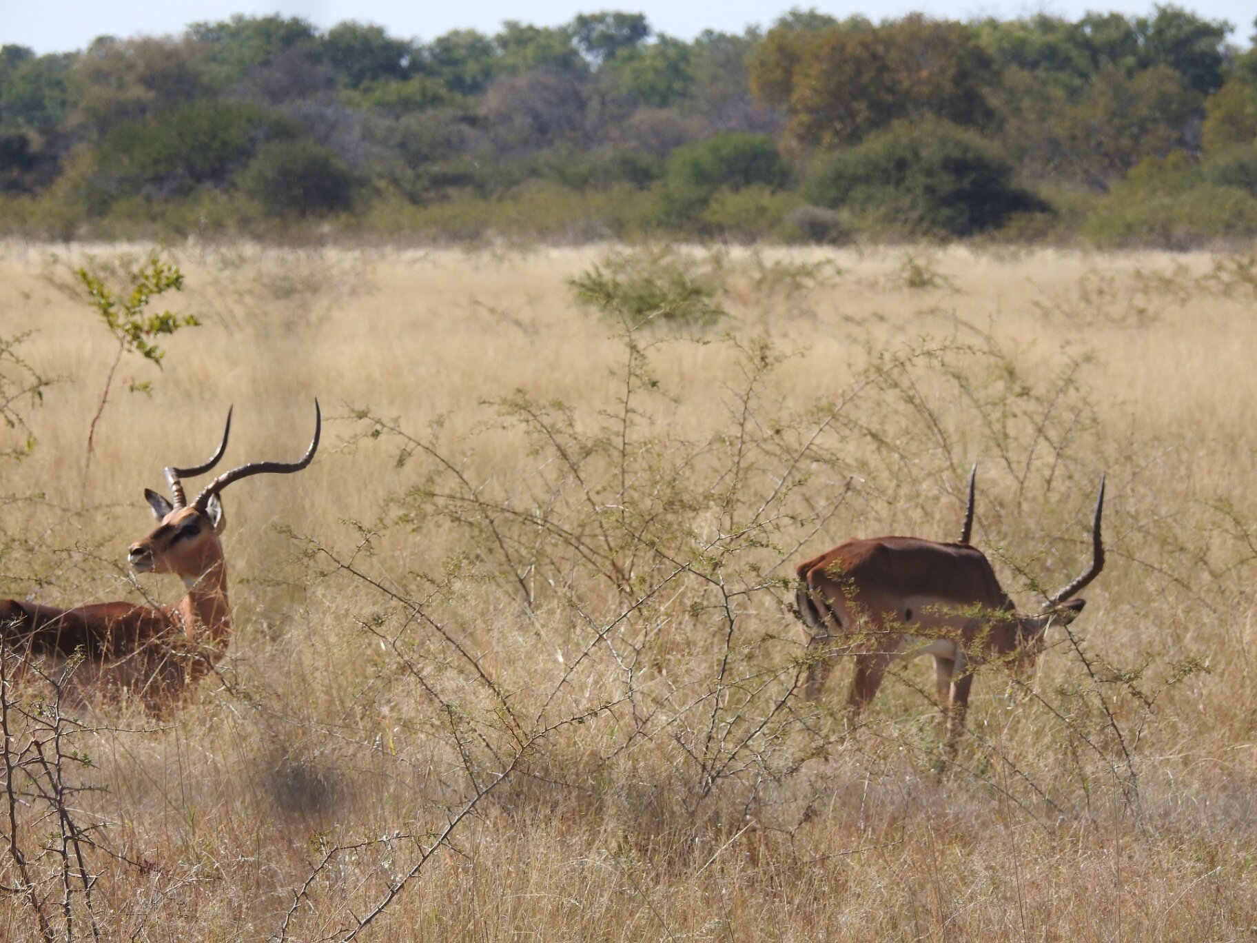Marula Game reserve — wildlife and landscape
