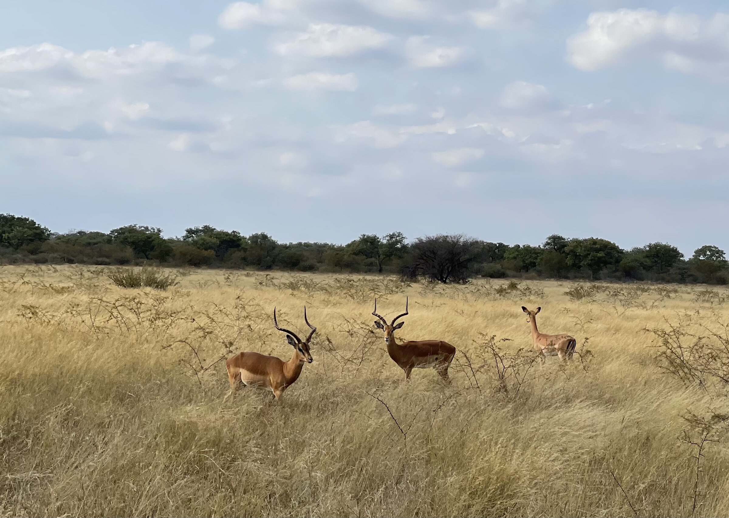 Marula Game reserve — wildlife and landscape