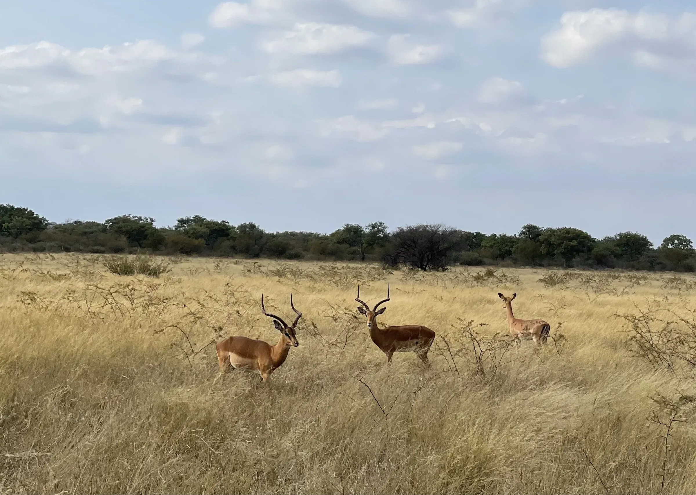 Marula Game reserve — wildlife and landscape