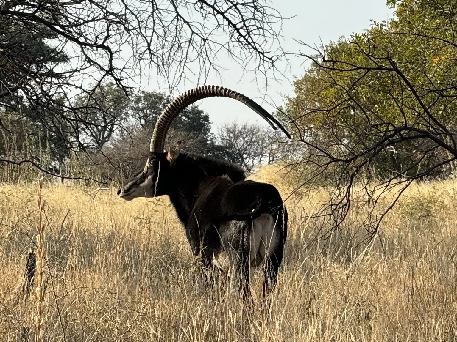 Marula Game reserve — wildlife and landscape