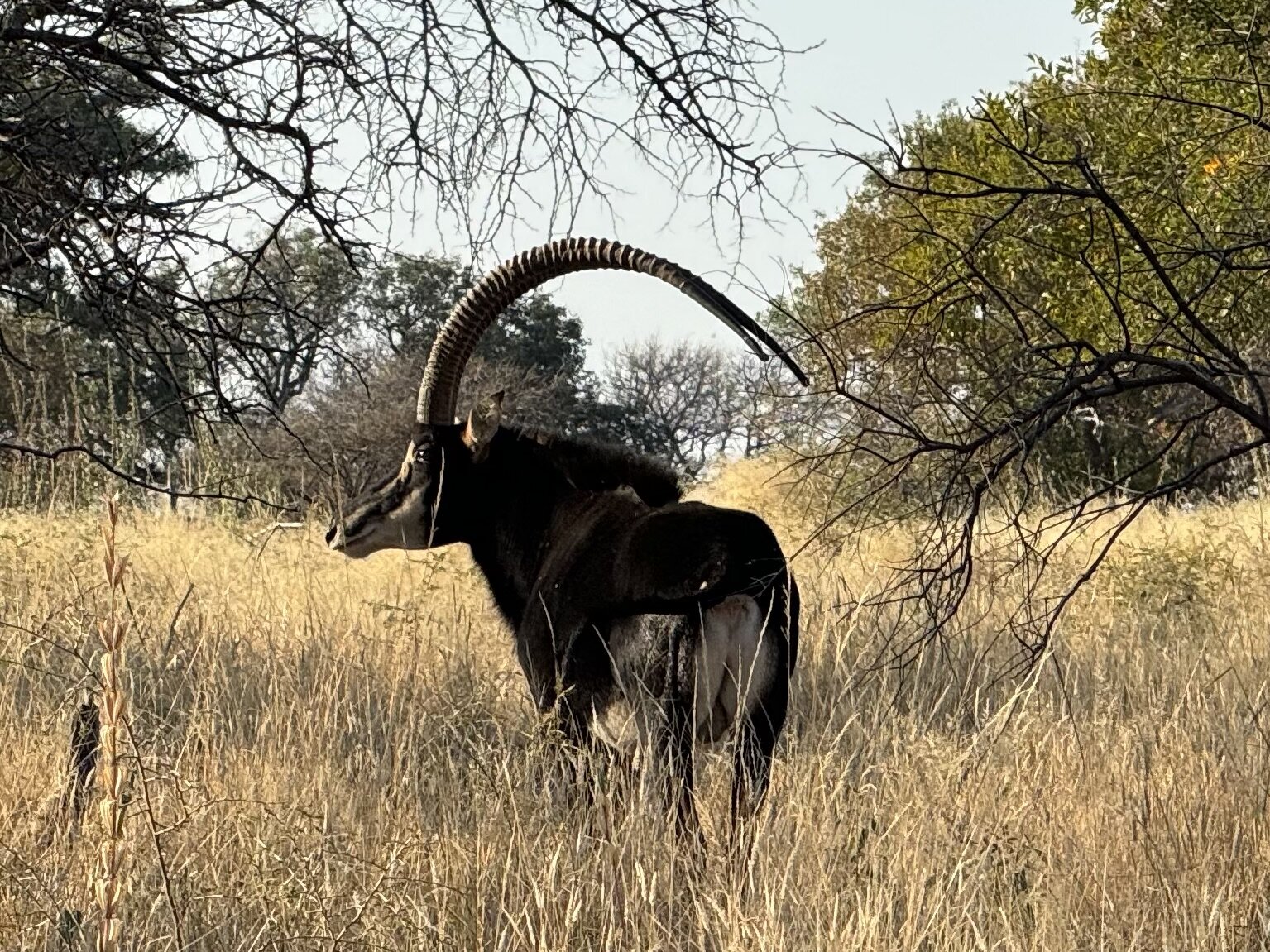 Marula Game reserve — wildlife and landscape
