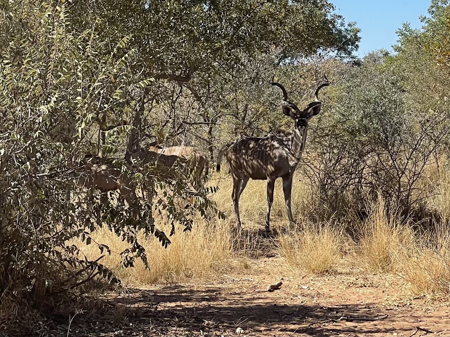 Marula Game reserve — wildlife and landscape