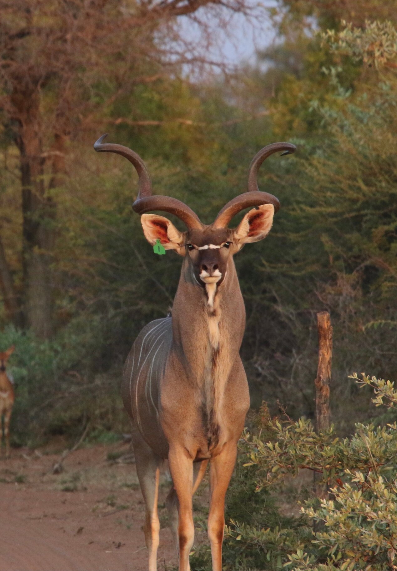 Marula Game reserve — wildlife and landscape
