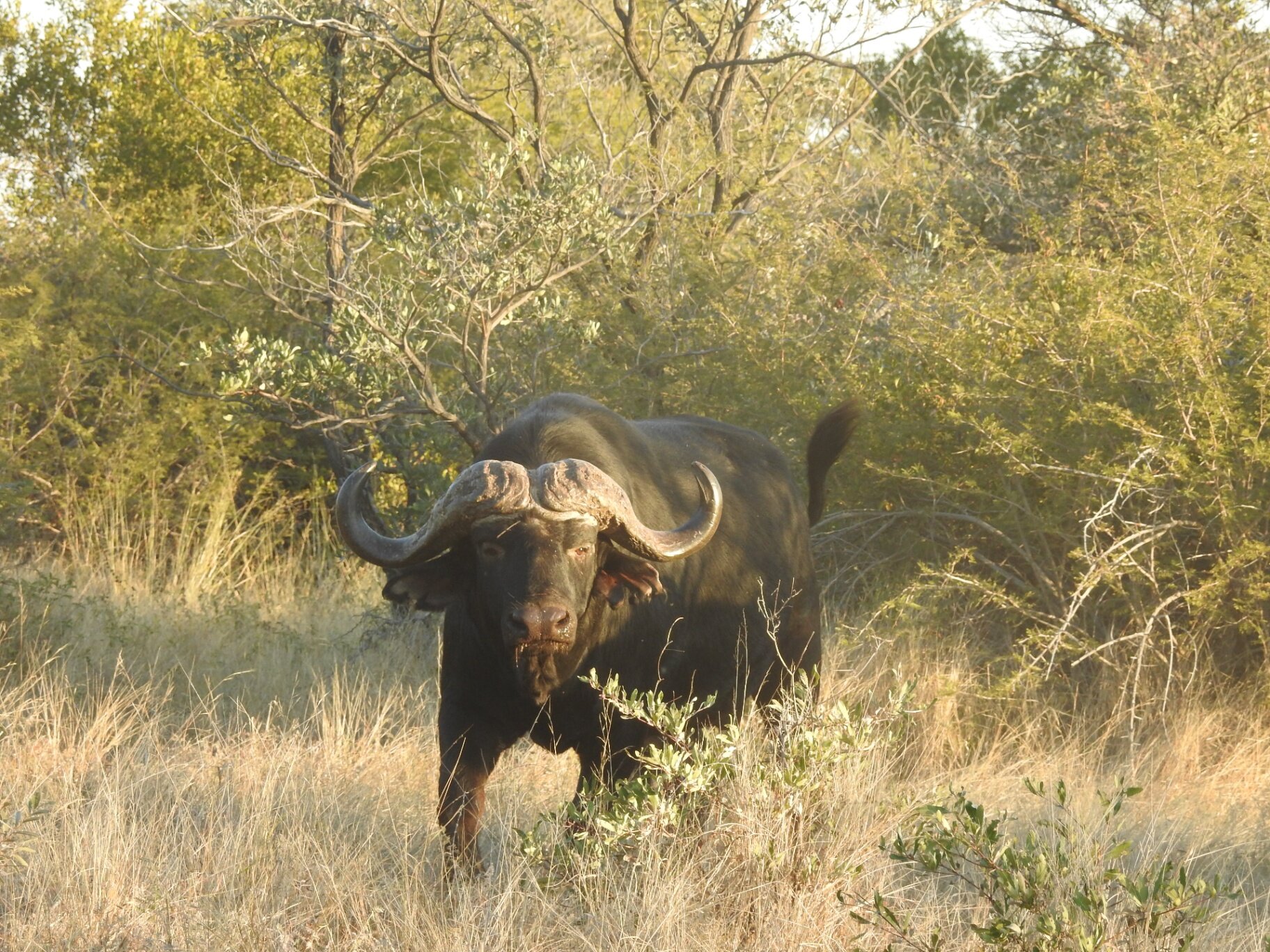 Marula Game reserve — wildlife and landscape