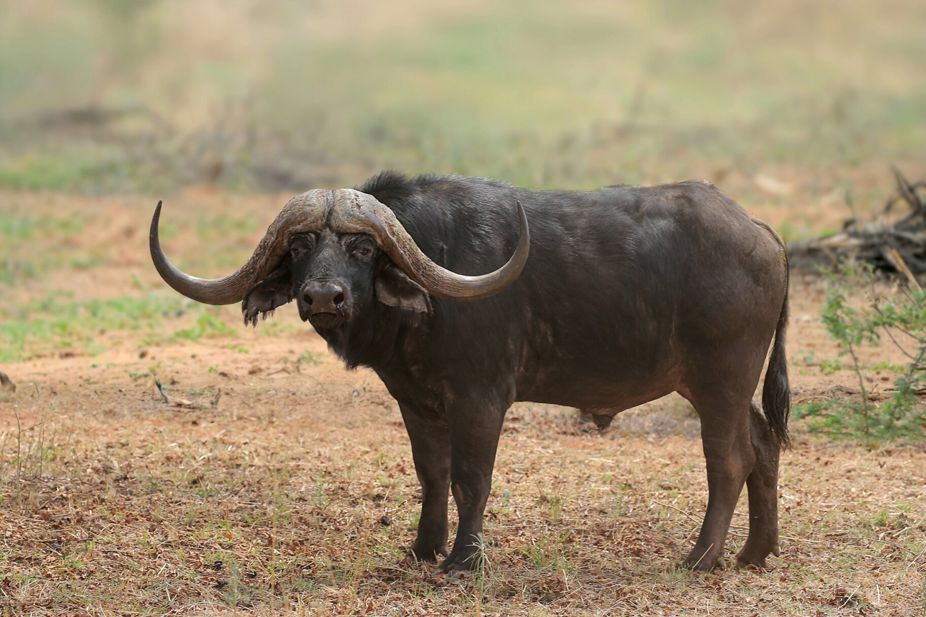 Marula Game reserve — wildlife and landscape