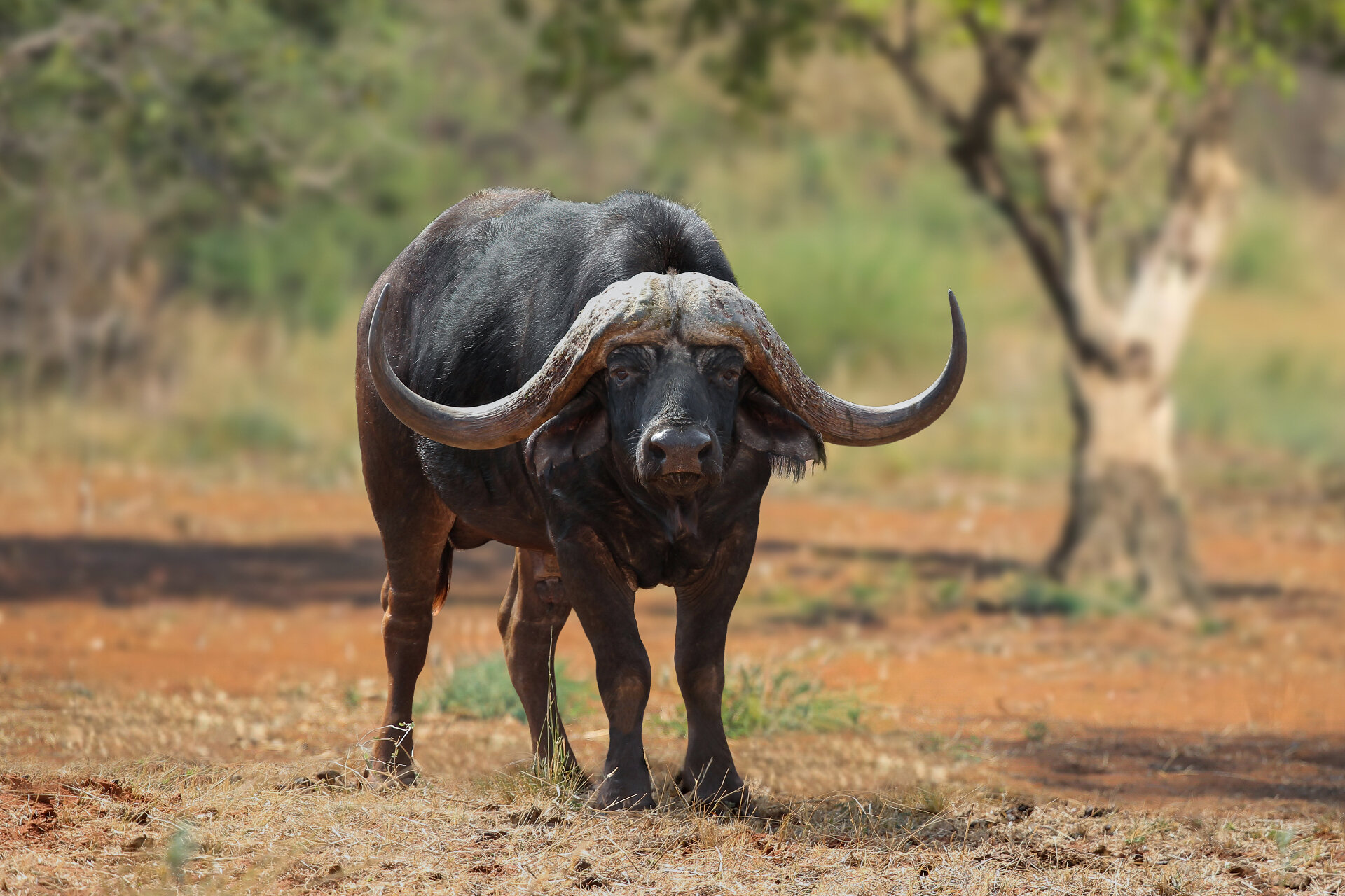 Marula Game reserve — wildlife and landscape
