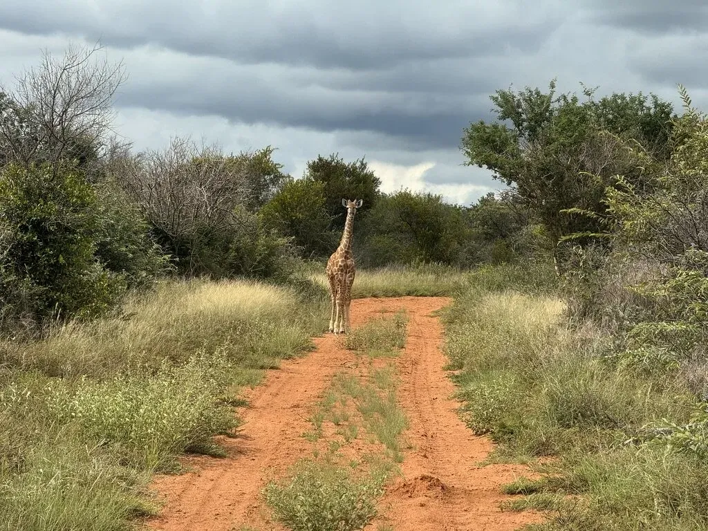 Marula Game reserve — wildlife and landscape