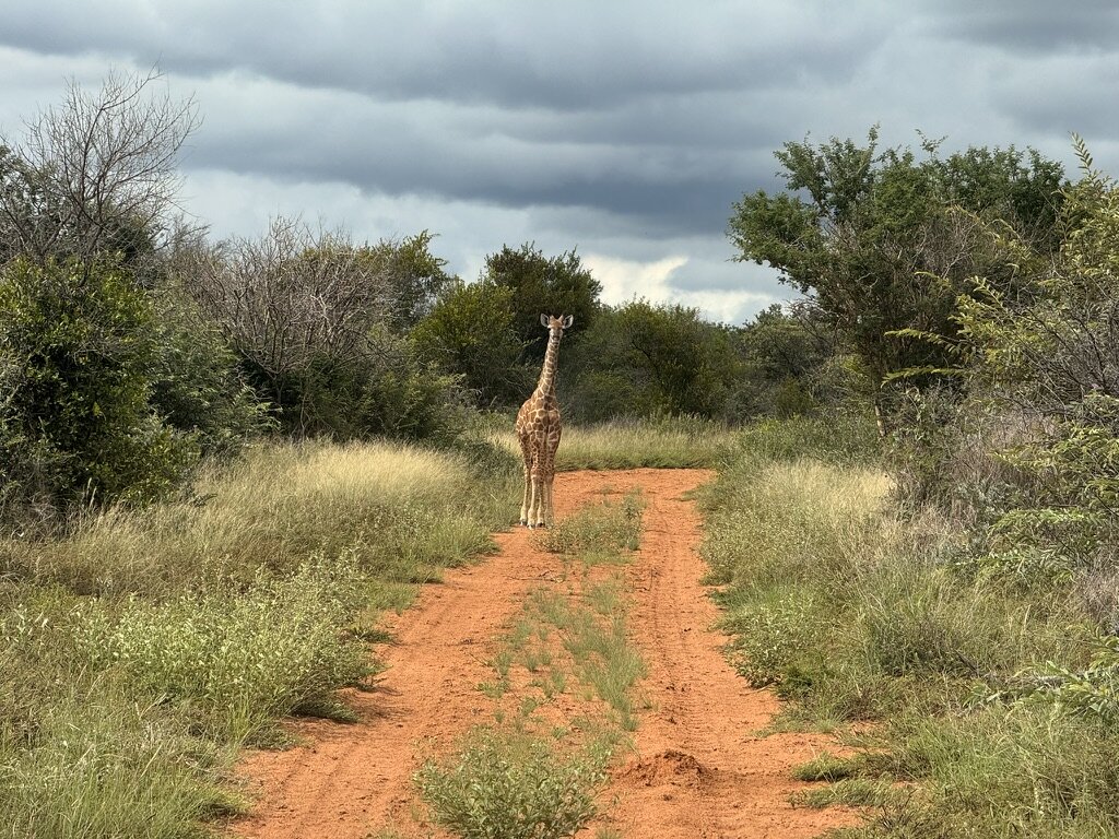 Marula Game reserve — wildlife and landscape