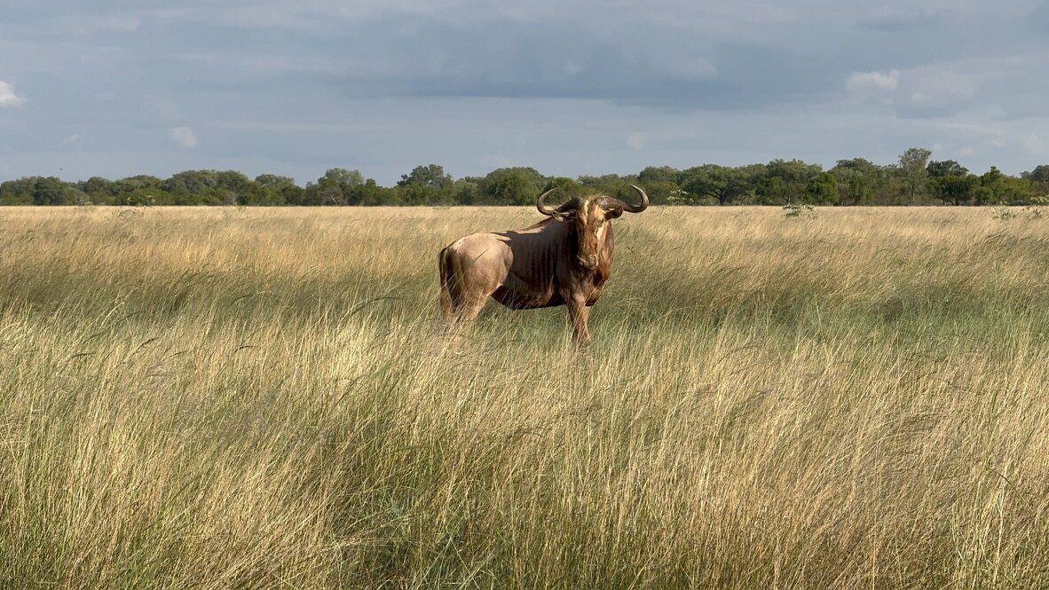 Marula Game reserve — wildlife and landscape