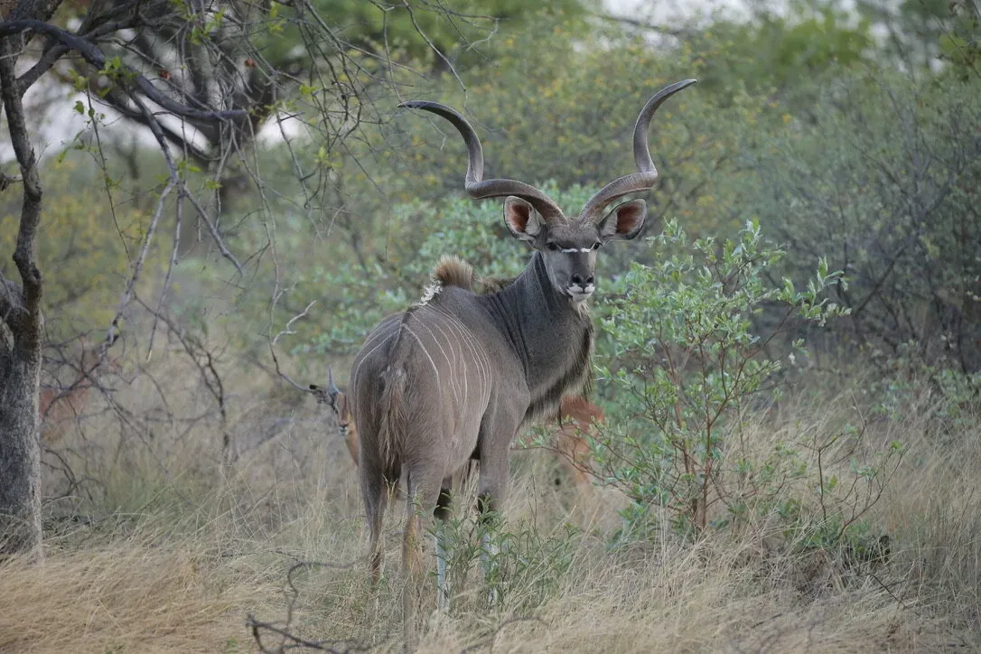Marula Game reserve — wildlife and landscape