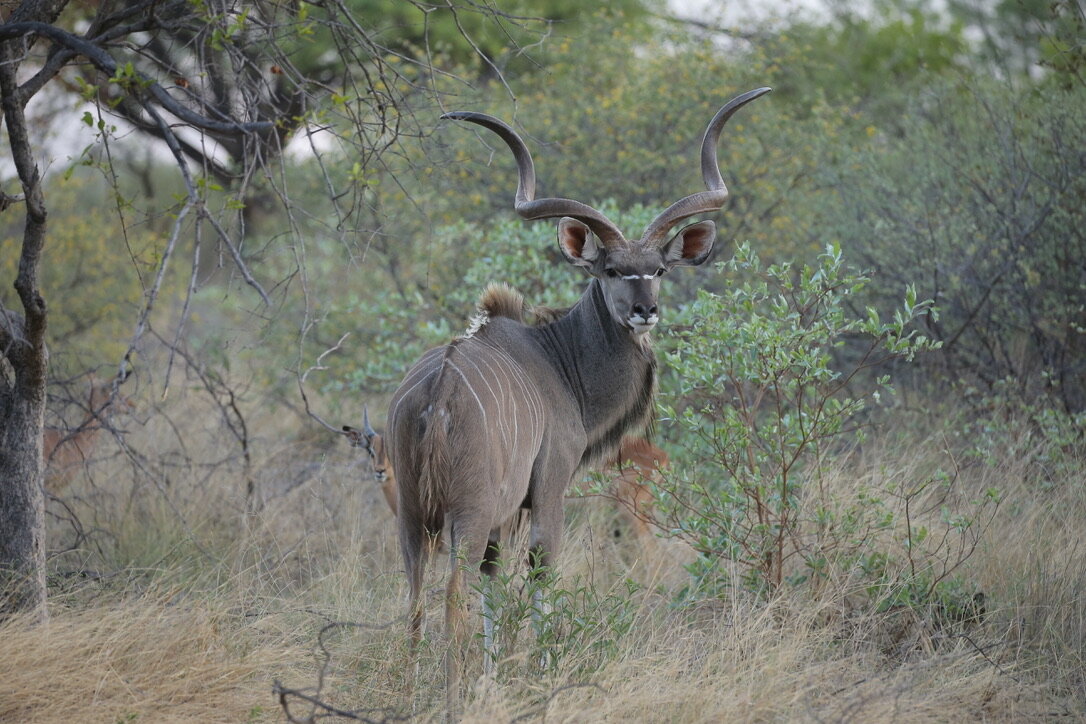 Marula Game reserve — wildlife and landscape