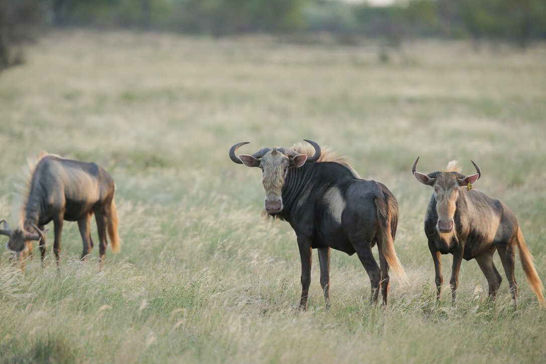 Marula Game reserve — wildlife and landscape