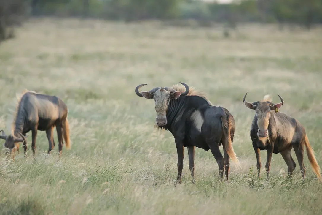 Marula Game reserve — wildlife and landscape