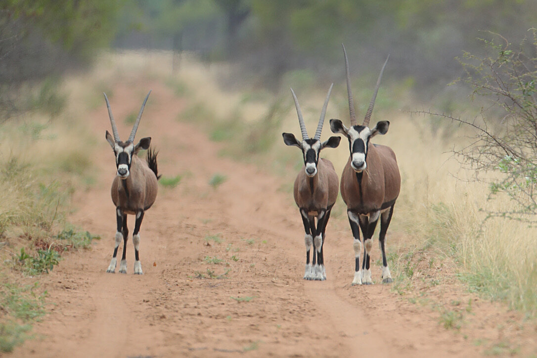 Marula Game reserve — wildlife and landscape