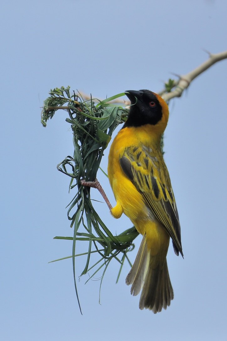Marula Game reserve — wildlife and landscape