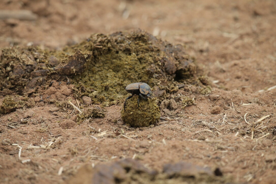 Marula Game reserve — wildlife and landscape