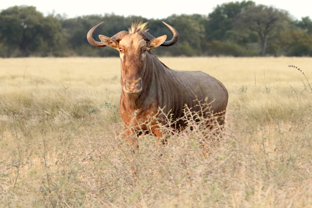 Marula Game reserve — wildlife and landscape