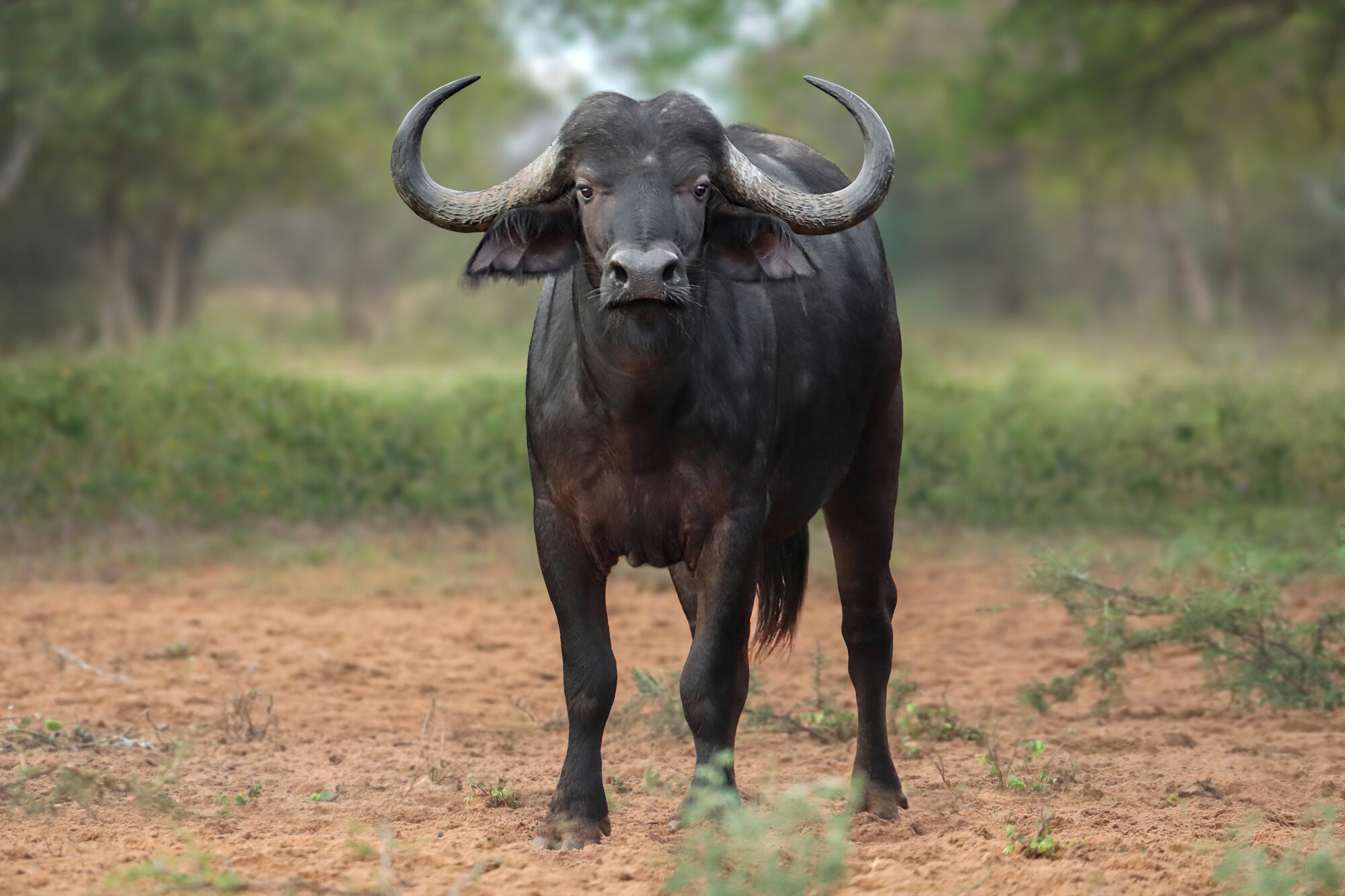 Cape buffalo bull among yellow flowers