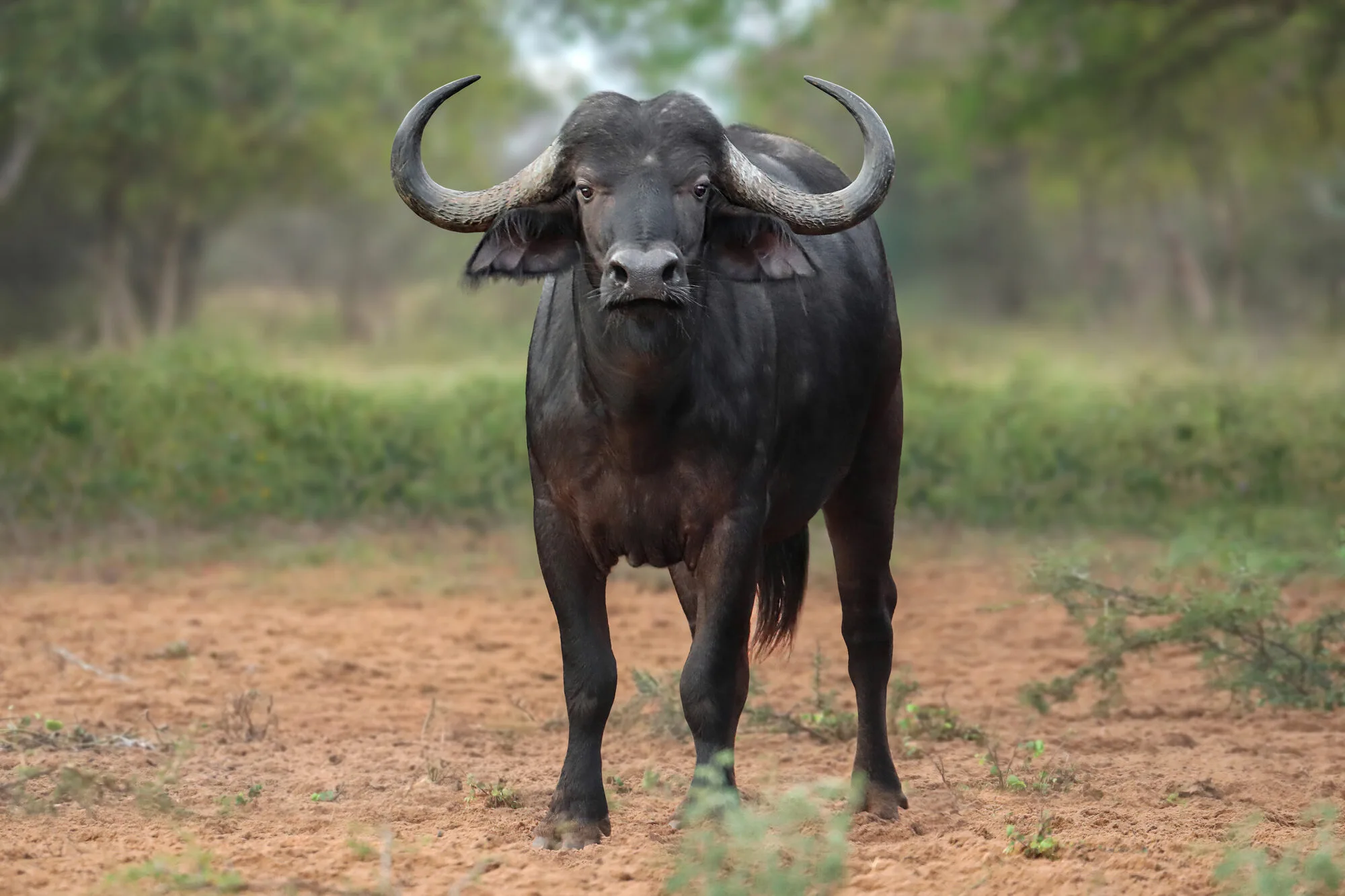 Cape buffalo bull among yellow flowers