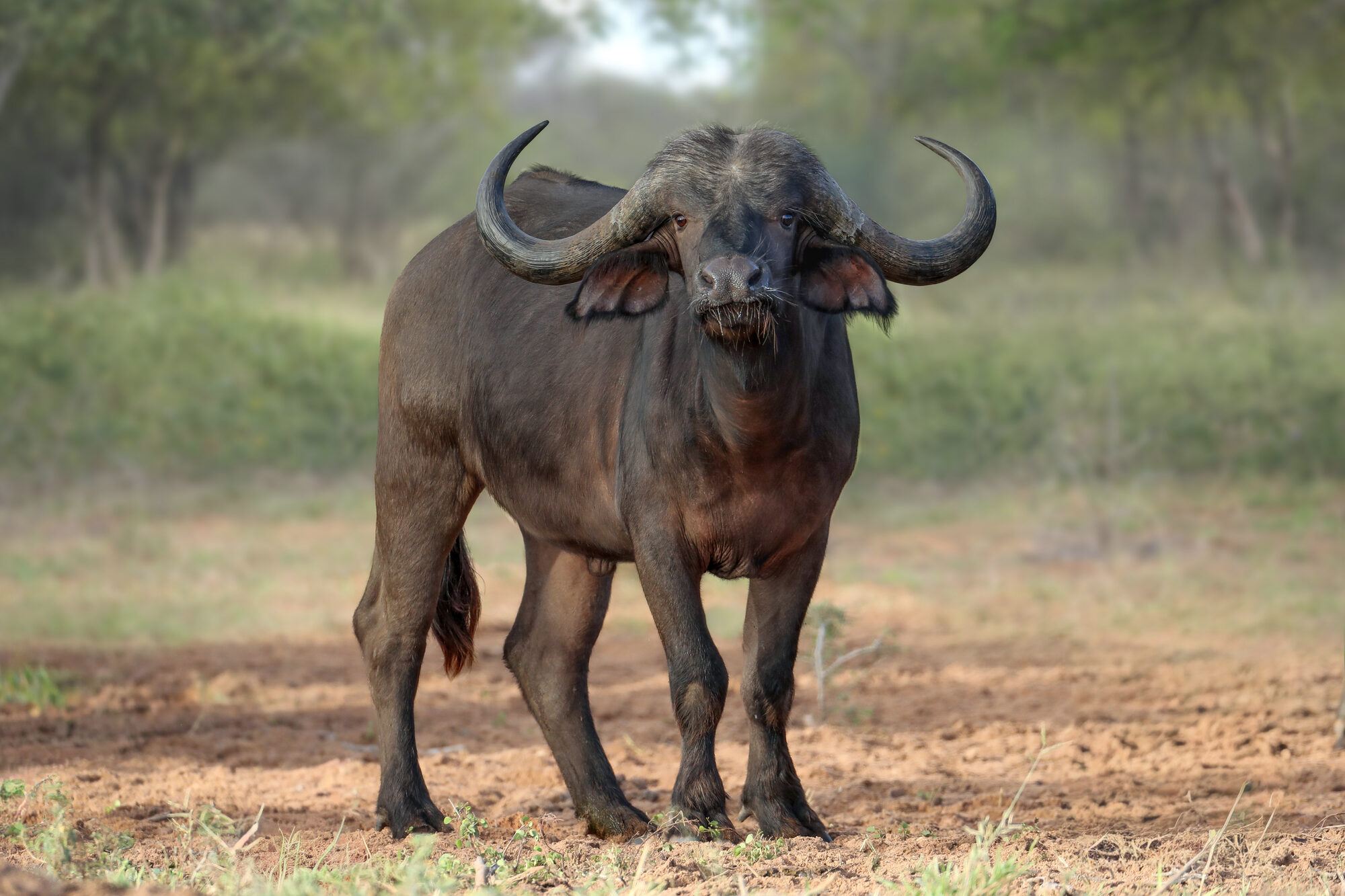 Cape buffalo bull in the open