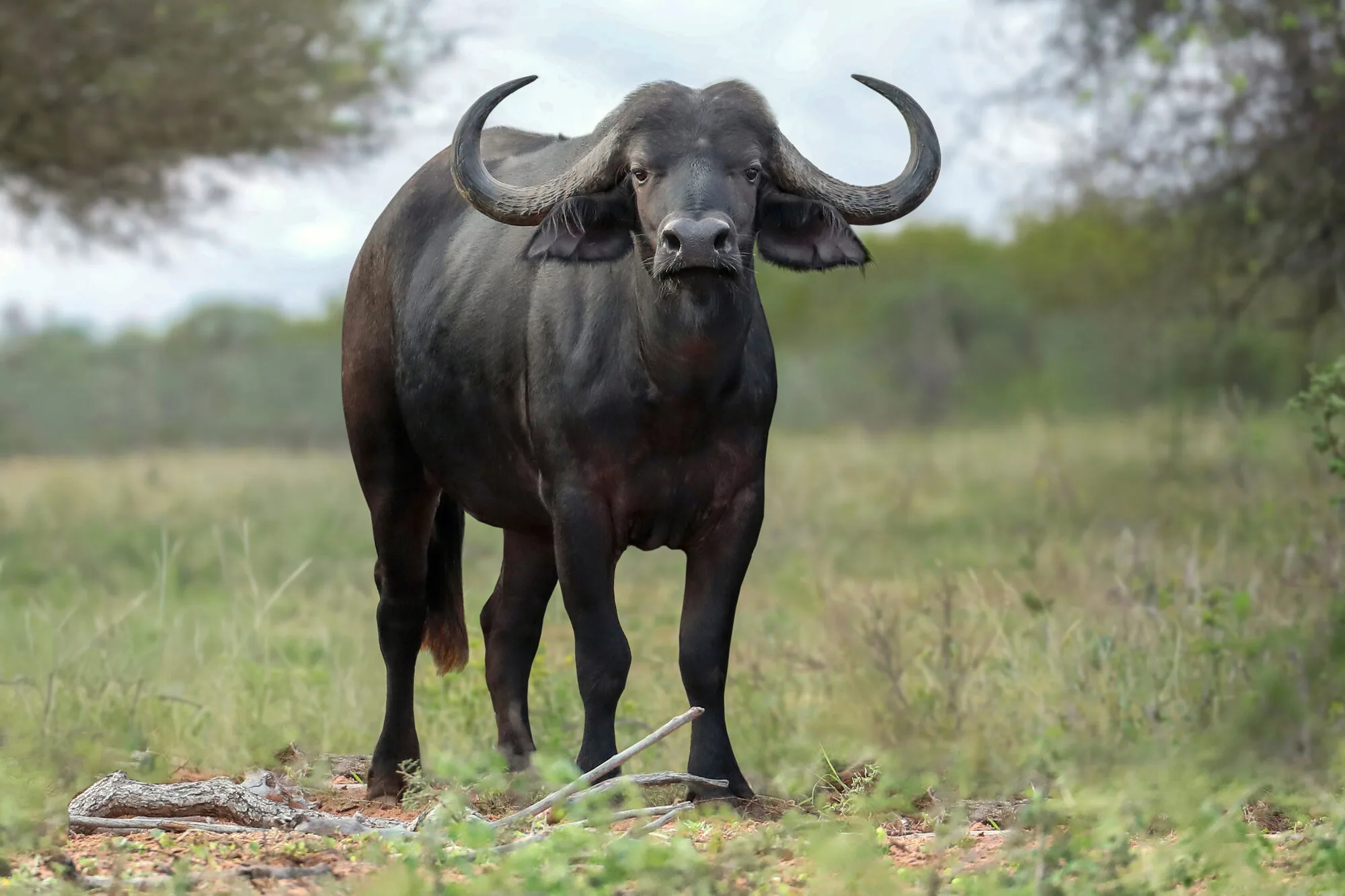 Cape buffalo bull in summer grass