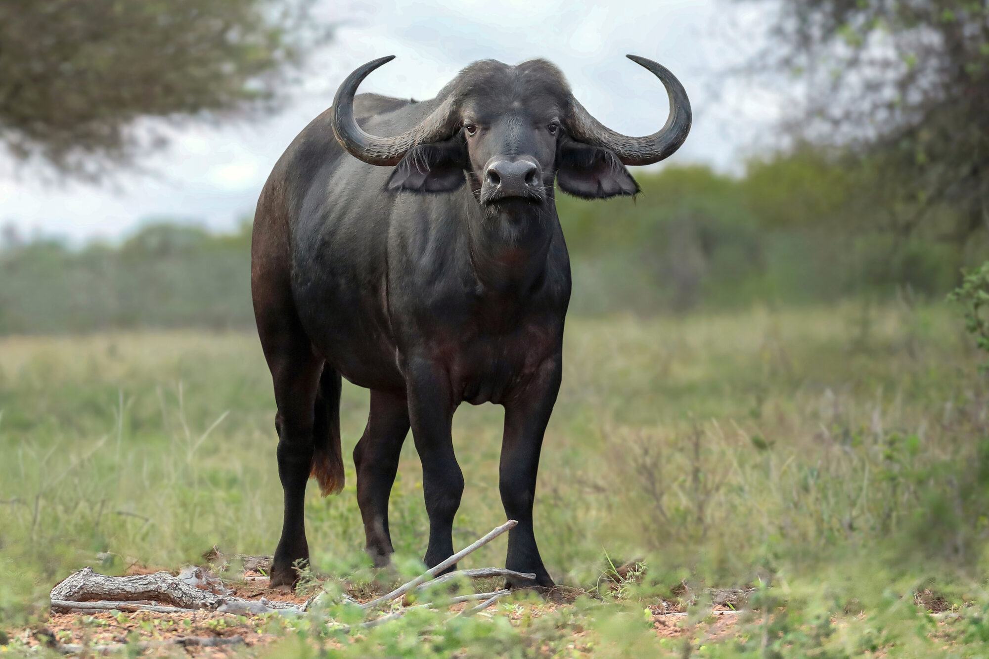Cape buffalo bull in summer grass