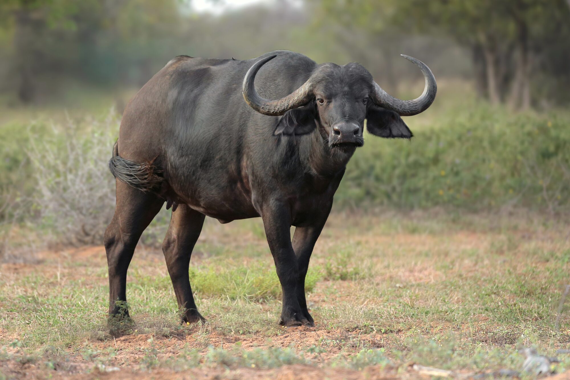 Cape buffalo bull standing in the bushveld
