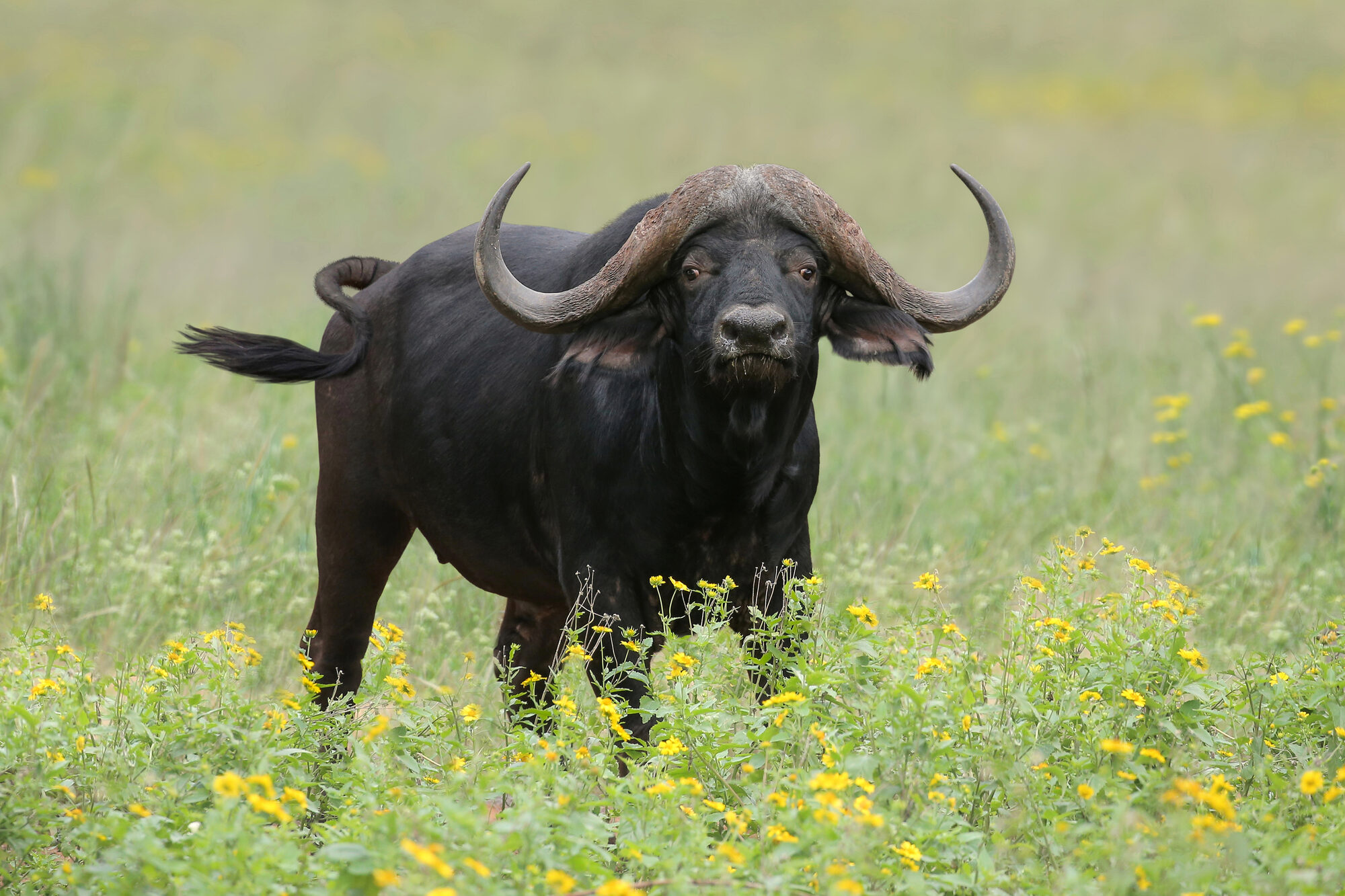 Cape buffalo bull, eyes on the camera