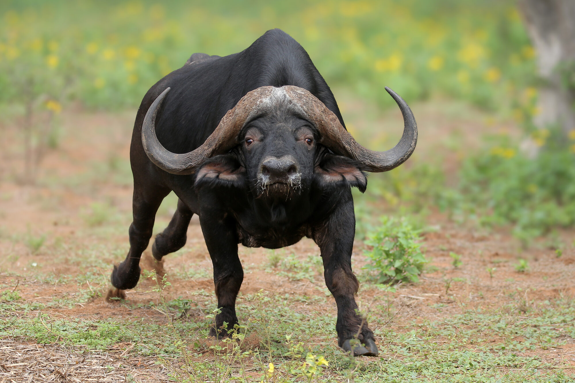 Cape buffalo bull in green grass