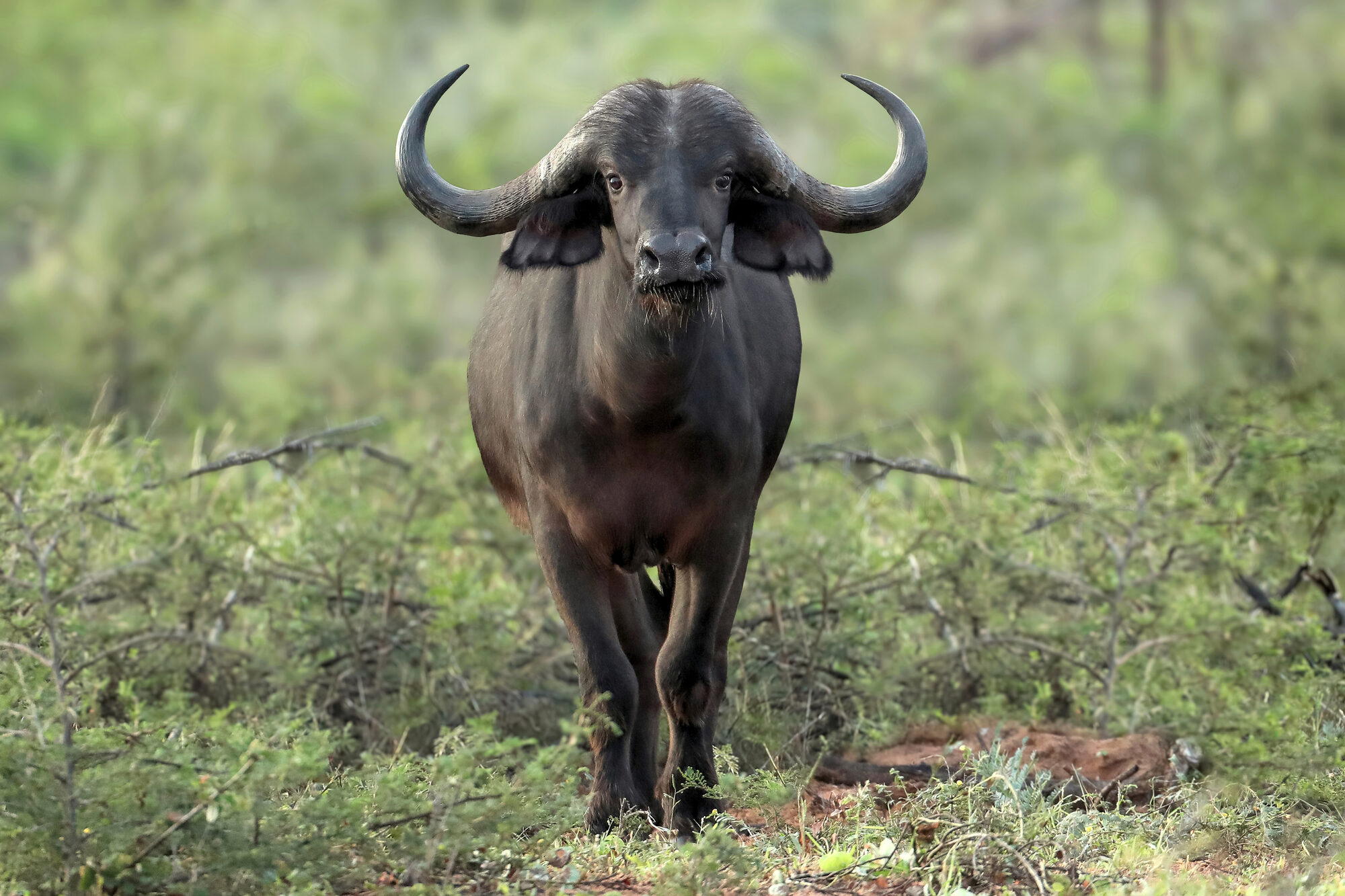 Cape buffalo bull at rest