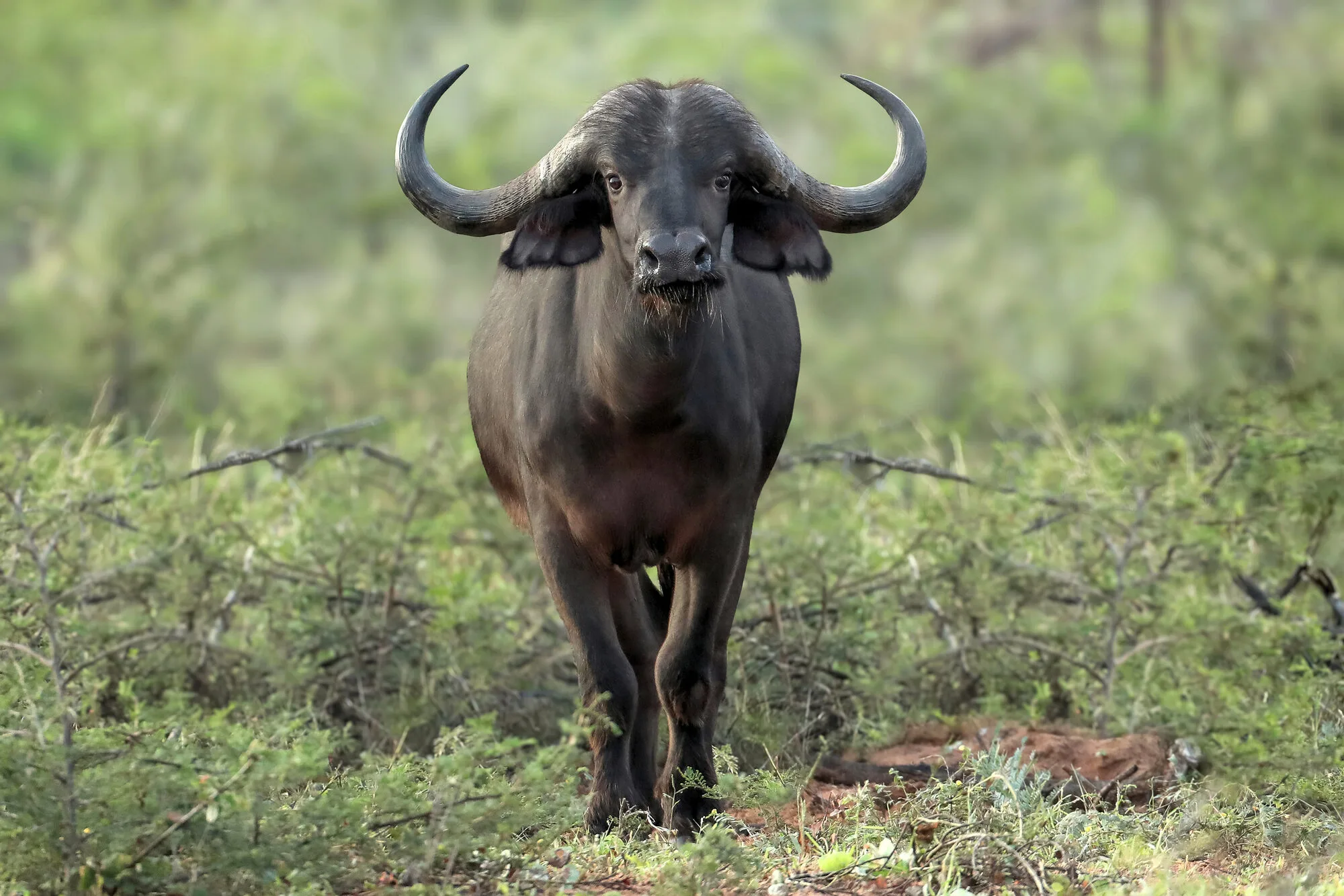 Cape buffalo bull at rest